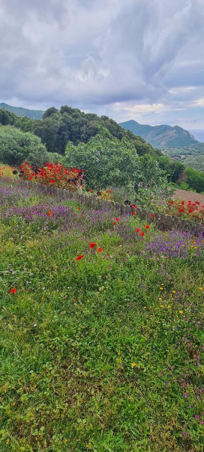 Les Terrasses De Scaglioli Βίλα Villanova Εξωτερικό φωτογραφία
